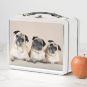 Drie pugs in rij (In situ)