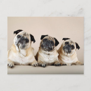 Drie pugs in rij briefkaart