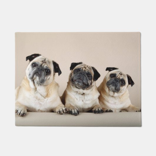 Drie pugs in rij deurmat (Voorkant)