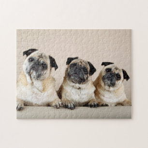 Drie pugs in rij legpuzzel