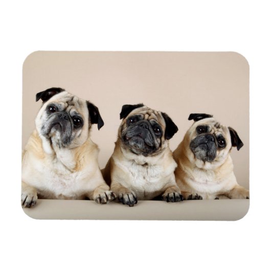 Drie pugs in rij magneet (Horizontaal)