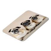 Drie pugs in rij magneet (Linkerzijde)