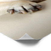 Drie pugs in rij poster (Hoek)