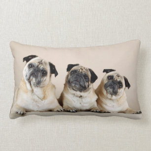 Drie Pugs op een Rij Kussen