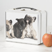 Drie Puppies (In situ)