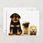 Drie puppies briefkaart (Voorkant / Achterkant)