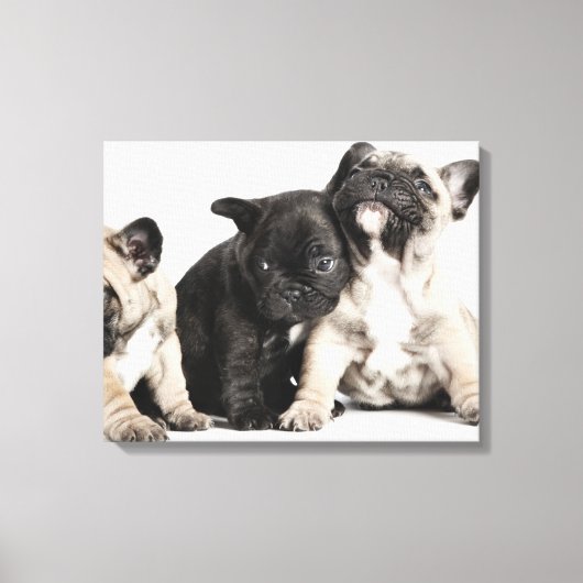 Drie Puppies Canvas Afdruk (Voorkant)