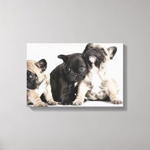 Drie Puppies Canvas Afdruk