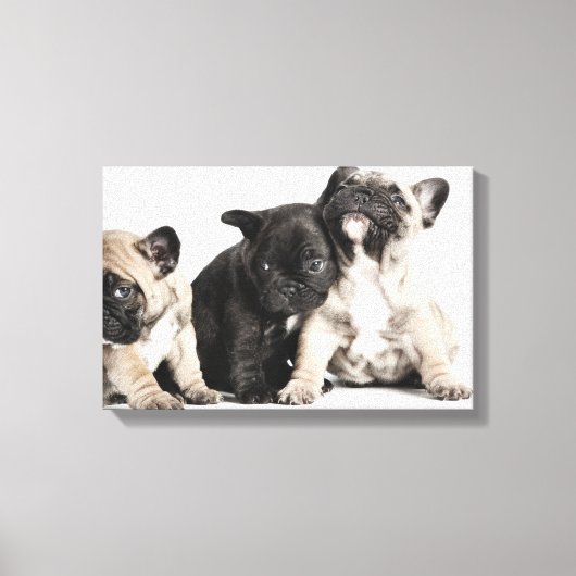 Drie Puppies Canvas Afdruk (Voorkant)