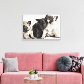 Drie Puppies Canvas Afdruk (Insitu (Woonkamer))