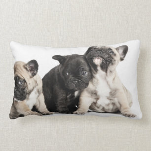 Drie Puppies Kussen