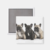 Drie Puppies met stamcellen Magneet (Voorkant / Achterkant)