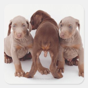 Drie puppies van Doberman pinscher Vierkante Sticker