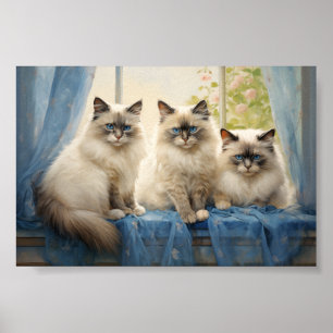 Drie Ragdoll katten Poster
