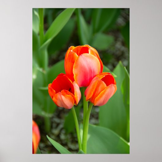 Drie rode tulpen Foto Poster (Voorkant)