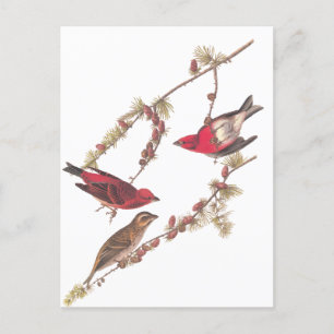 Drie rode vogels in de winter in Audubon's Paarse  Briefkaart