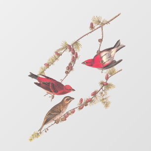 Drie rode vogels in de winter in Audubon's Paarse Raamsticker