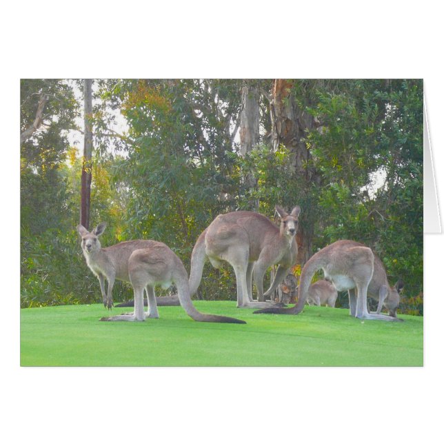 drie roos (Voorkant Horizontaal)