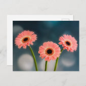Drie Roze Gerbera's Ansichtkaart Briefkaart (Voorkant / Achterkant)