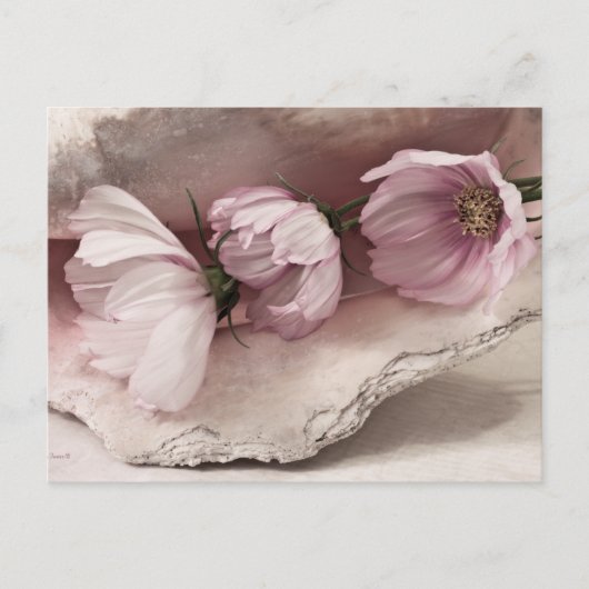 Drie roze kosmos briefkaart (Voorkant)