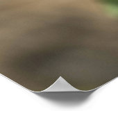 Drie Roze Rose Poster (Hoek)