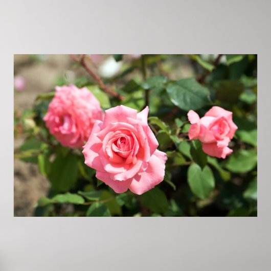 Drie Roze Rose Poster (Voorkant)