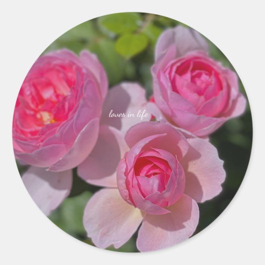 Drie Roze Rozen Ronde Sticker (Voorkant)
