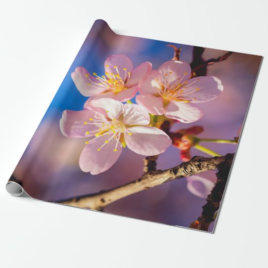 Drie roze Sakura Blossom Cadeaupapier (Uitgerold)