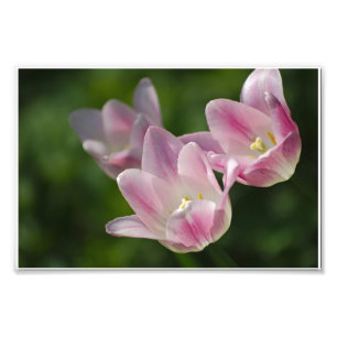 Drie roze tulpen foto afdruk