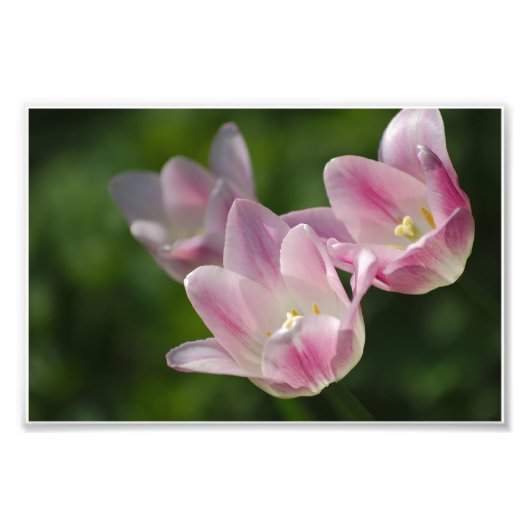 Drie roze tulpen foto afdruk (Voorkant)