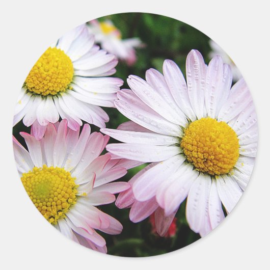 Drie roze zeeschildpadden ronde sticker (Voorkant)