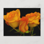 Drie Rozen Briefkaart (Voorkant)