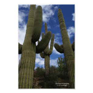 Drie Saguaro cactussen tegen blauwe lucht en wolke Foto Afdruk