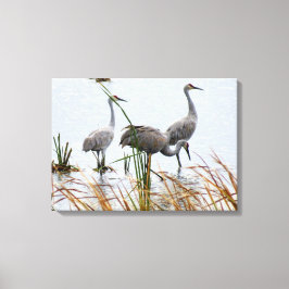 Drie Sandhill kranen Canvas Afdruk