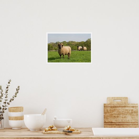 Drie schapen in een grap poster (Keuken)