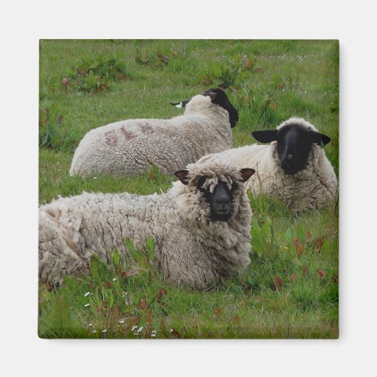 Drie schapen magneet (Voorkant)