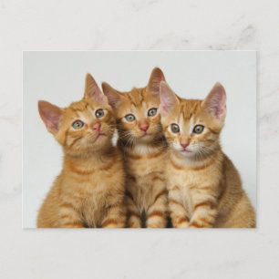 Drie schattige gemene kittens naast elkaar briefkaart