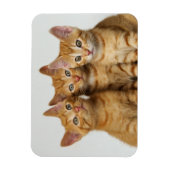 Drie schattige gemene kittens naast elkaar magneet (Verticaal)