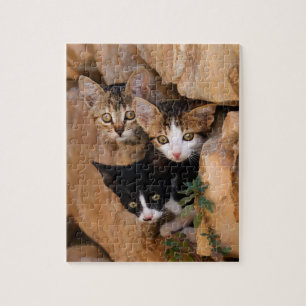 Drie schattige merkwaardige kittens in een muur legpuzzel