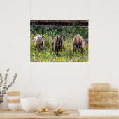 Drie Shetland pony hengsten in een Poster (Keuken)