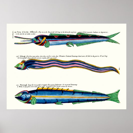 Drie Skinny Fish Poster op Antiek Wit (Voorkant)