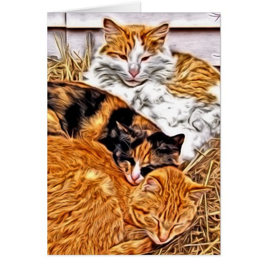 Drie slapende katten (Voorkant)