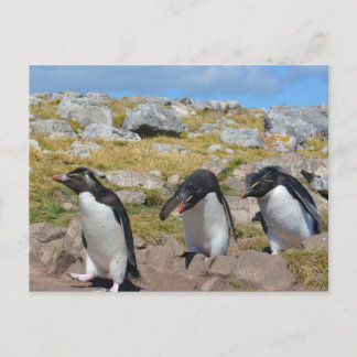Drie Snares Penguins Briefkaart