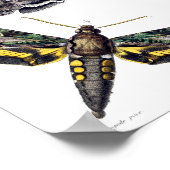 Drie spinnemolen poster (Hoek)