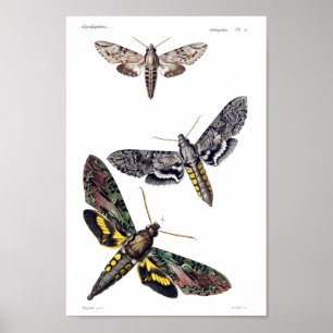 Drie spinnemolen poster