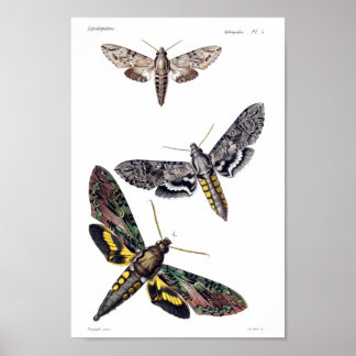 Drie spinnemolen poster