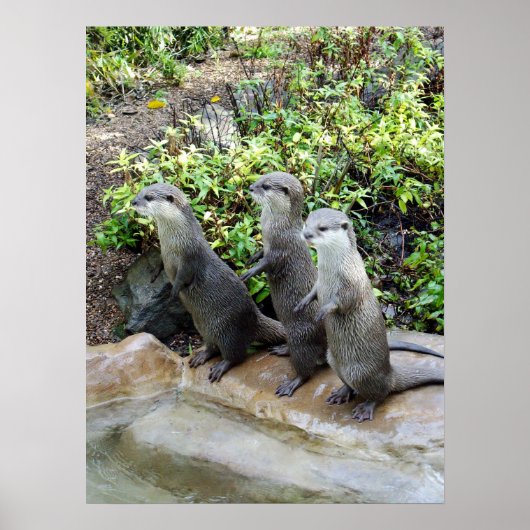 Drie Staande Otters, Poster (Voorkant)