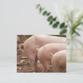 Drie staarten Briefkaart krulvarkens (Staand voorkant)