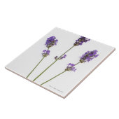 Drie stengels van de Engelse paarse lavenderbloeme Tegeltje (Zijkant)