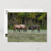 Drie stippen Elk strijden tegen blanco Briefkaart (Voorkant / Achterkant)